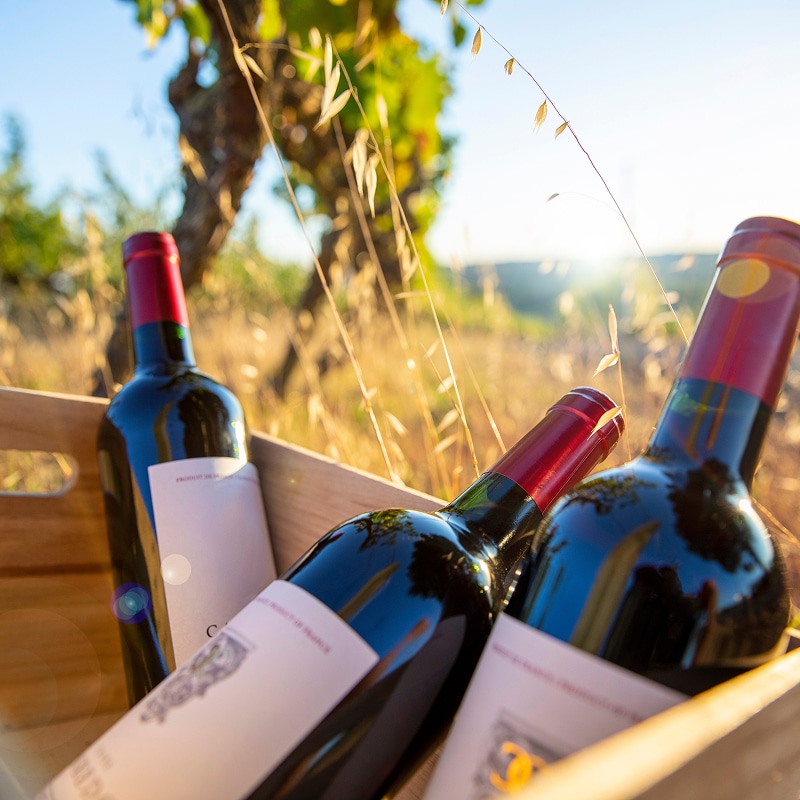 Vin rouge ensoleillé : bouteilles dans un vignoble Trois bouteilles de vin rouge dans une caisse en bois au cœur d'un vignoble ensoleillé à l'heure dorée.